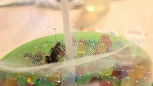 Бабочкарий Fly Fly часть 2