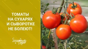 Томаты в теплице на сухарях и сыворотке