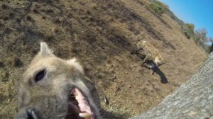 Гиены как домашние животные! Обалдеть!