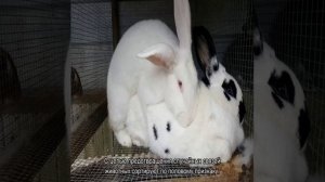 Почему крольчиха не подпускает крола и что делать