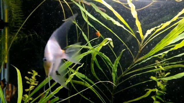 Скалярия. Уход , разведение, кормление, содержание. смотреть онлайн