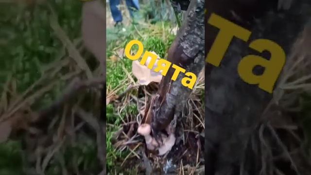 опята как искать ? смотреть онлайн