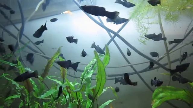 Обзорчик рыбок 2 июня 2022 г смотреть онлайн