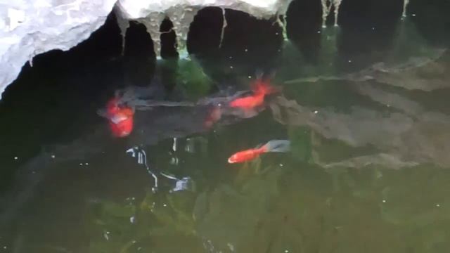 HOW TO BREED GOLDFISH: Goldfish spawning early morning смотреть онлайн