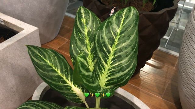 EXCLUSIVE AGLAONEMA PLANT TOUR // FIELD TRIP EDITION🌿 смотреть онлайн