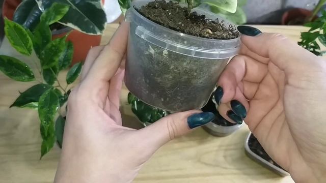 Фикус эластика?Фикус Бенджамина?карисса?мирт?финиковая пальма?в декабре?Обзор комнатных растений? смотреть онлайн