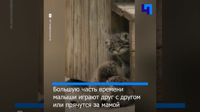 Новосибирский зоопарк показал котят манулов смотреть онлайн