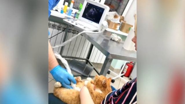 Собака не пускала беременную кошку даже в сарай... смотреть онлайн