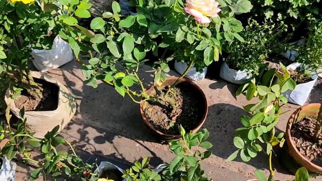 Poinsettia Orchid Bougainvillea Rose Plants At Galiff Street Flower Plants Market || смотреть онлайн