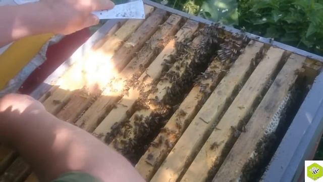 Неполное осиротение семьи-воспитательницы + воспитательница без пчеломатки смотреть онлайн