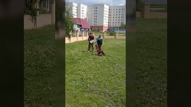 72 OazisDogs площадка для ДРЕССИРОВКИ собак . смотреть онлайн