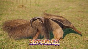 КАК ГОВОРИТ МУРАВЬЕД / ЗВУКИ МУРАВЬЕДА ??

#муравьед #звуки_муравьеда #как_говорит_муравьед