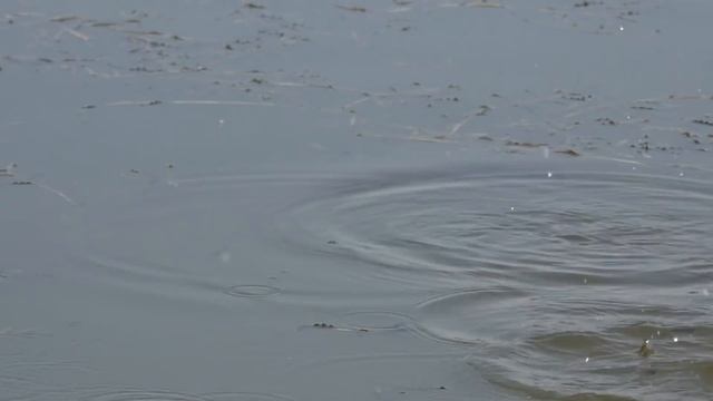 КАРАСЬ на поплавочную удочку, в заросшем водорослями водоёме, рыбалка на карася смотреть онлайн