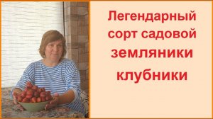 Легендарный сорт садовой земляники клубника "Зенга Зенгана"
