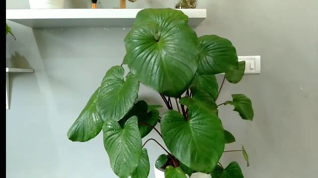 Homalomena Rubescens Care/Maggy Plant Care/Stunning Indoor Plant #indoorplants #Groplants смотреть онлайн