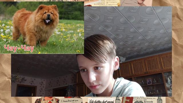 Оцениваю от 1 до 10 разный породы собак! смотреть онлайн