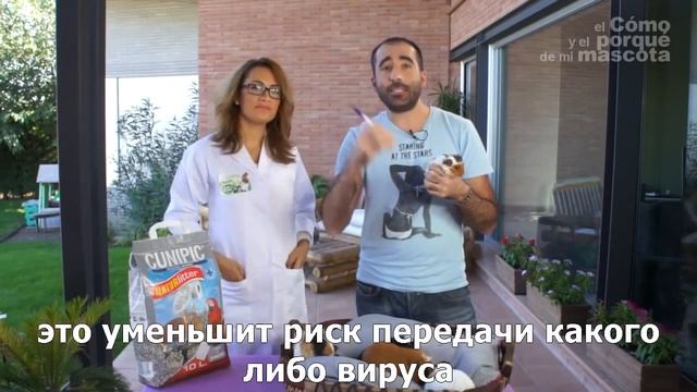 Морские свинки-морские свинки и беременность у женщин смотреть онлайн