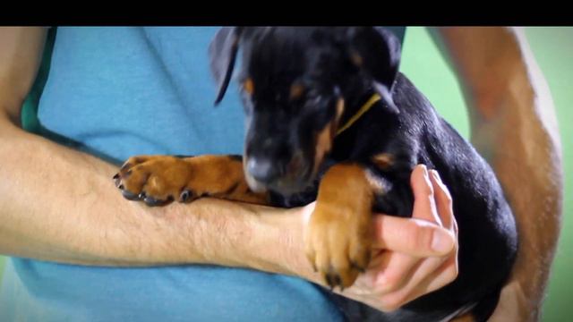 Щенок добермана из питомника#doberman#купитьщенка#доберман#щенки#животные#семья#puppy#puppylife смотреть онлайн