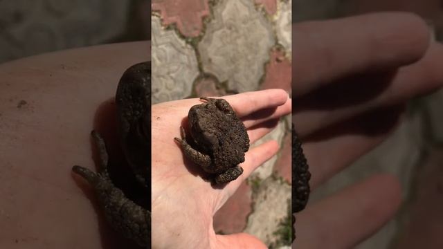 Нашли жабу и ящерицу. смотреть онлайн