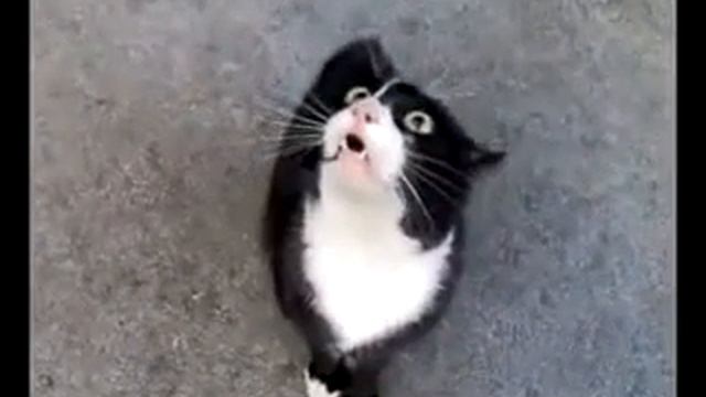 Кот-псих) смотреть онлайн