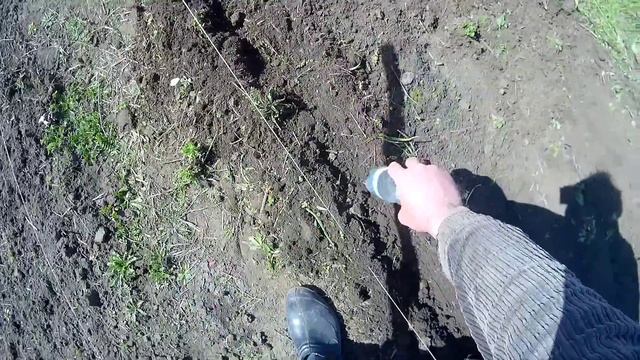 Смешанные посадки укроп и капуста смотреть онлайн