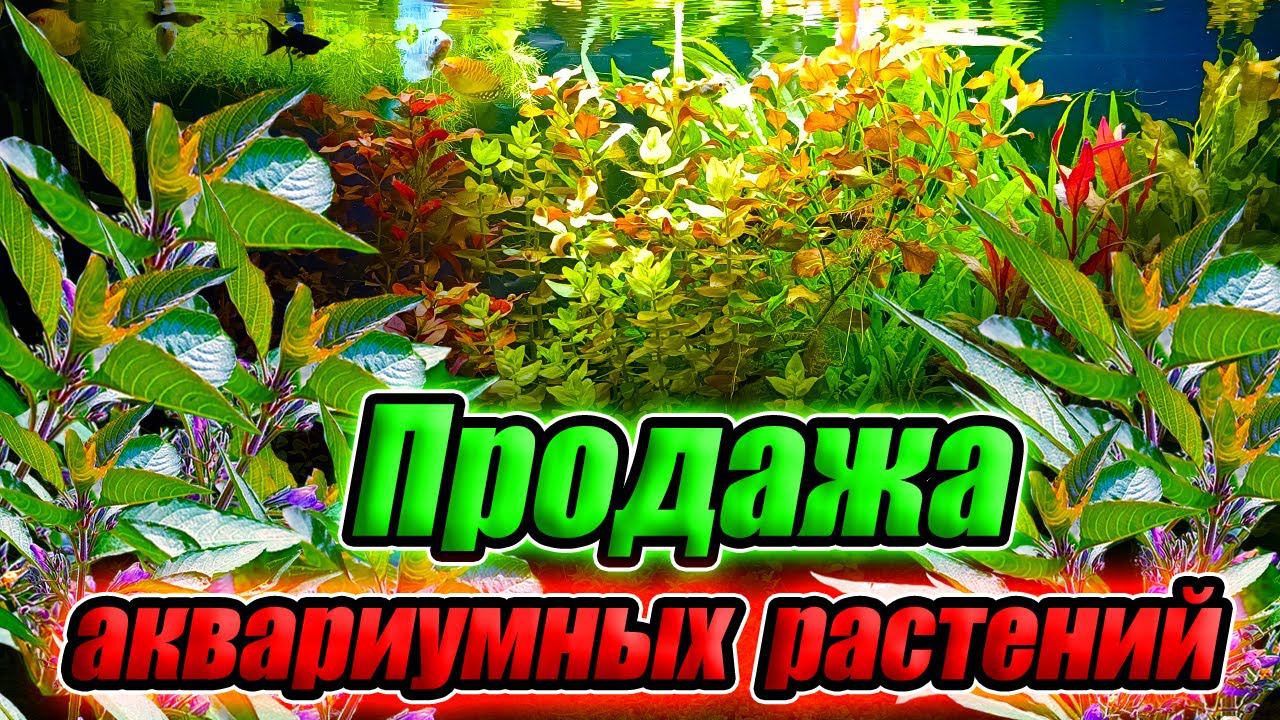 Рыборазводня как бизнес! Распродажа аквариумных растений смотреть онлайн