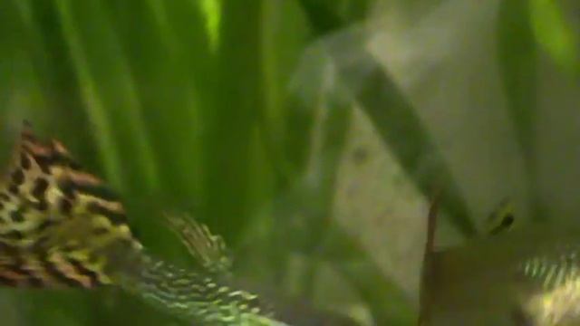 Большая самка гуппи и самец плавает в аквариуме смотреть онлайн