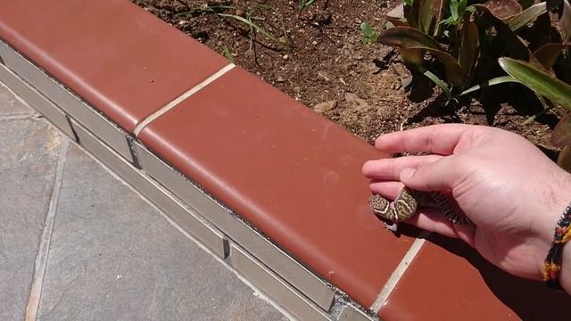 Coleonyx mitratus смотреть онлайн