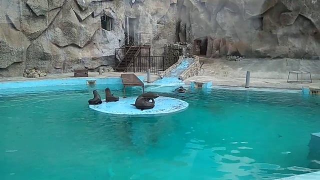Zoo. Izevsk. Зоопарк самый большой в России Удмуртия. Морж, морской котик, белый медведь смотреть онлайн