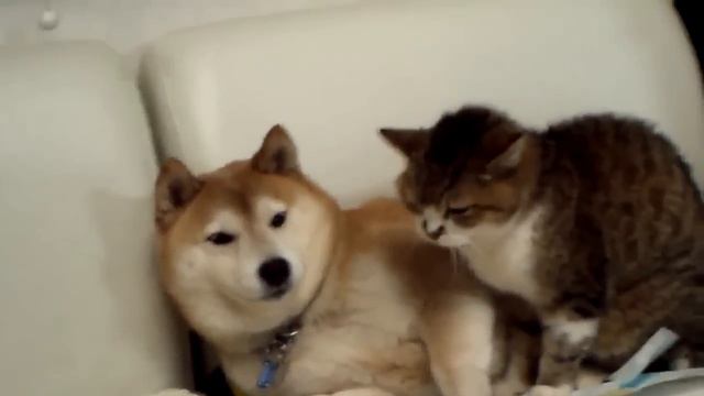 Кот и пес=Котопёс. Забавное видео! Живут, как кошка с собакой! смотреть онлайн
