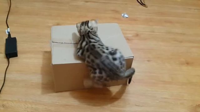 бенгальский котенок и коробка смотреть онлайн
