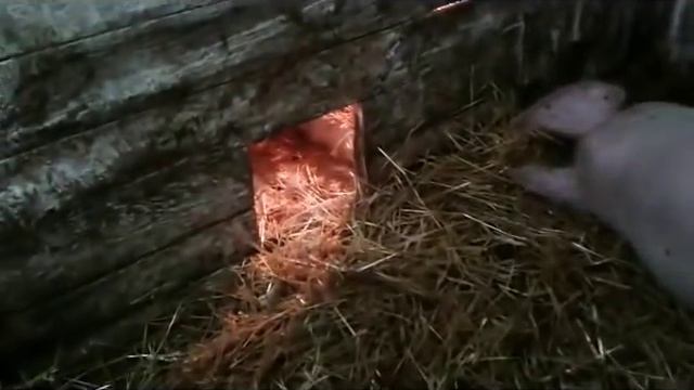 ОБЗОР/РОДЫ СВИНЬИ/15ШТУК смотреть онлайн