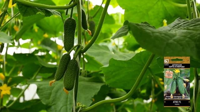 Атос F1 - Плотные и хрустящие огурчики, без горечи и пустот!!! смотреть онлайн