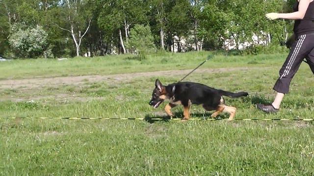 Guerra di Fosco Aidas. Ринговая подготовка 2 (31.05.15) смотреть онлайн