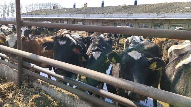 #отпор#тиелк#отправка#дн#Таджикистан#касобхоиекатеринбург смотреть онлайн