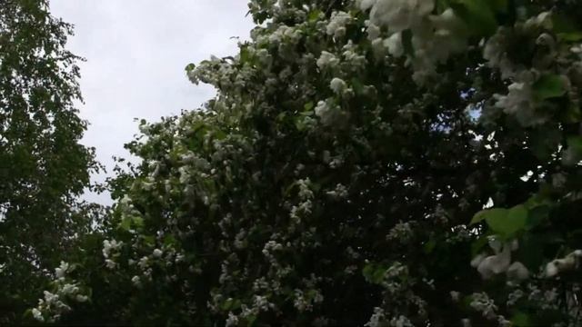 Мода 40-х Рио-Рита смотреть онлайн