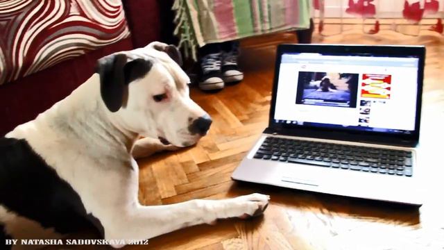 Щенок смотрит мультики смотреть онлайн