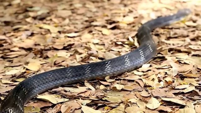 COBRA REI ENCONTRA PÍTON, o pior aconteceu, veja só! смотреть онлайн
