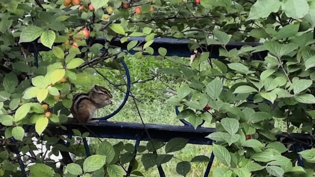 Бурундук ест войлочную вишню смотреть онлайн