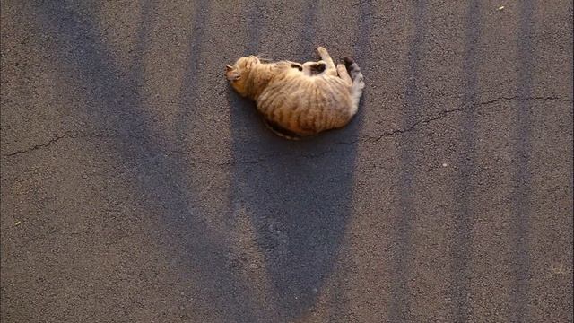 кошачья мойка самообслуживания\self service cat car wash смотреть онлайн