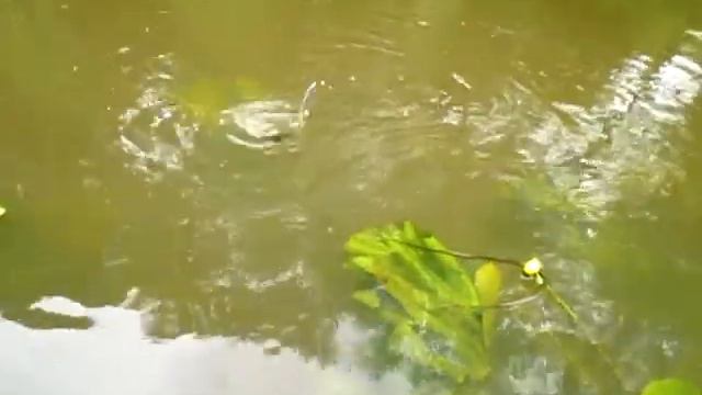 Щучка на копию блесны вильямс от Zori смотреть онлайн