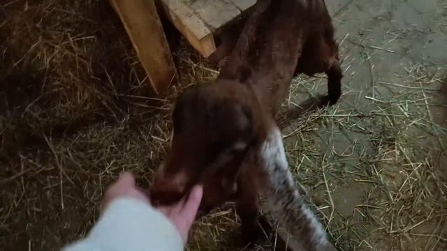 Молодой и красивый ищет гарем ???Козлик на продажу Ярославская область 8-916-363 39-13(Ватсапп)