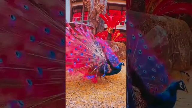 В Китае есть поверье, что павлин распускает хвост на удачу #shorts смотреть онлайн