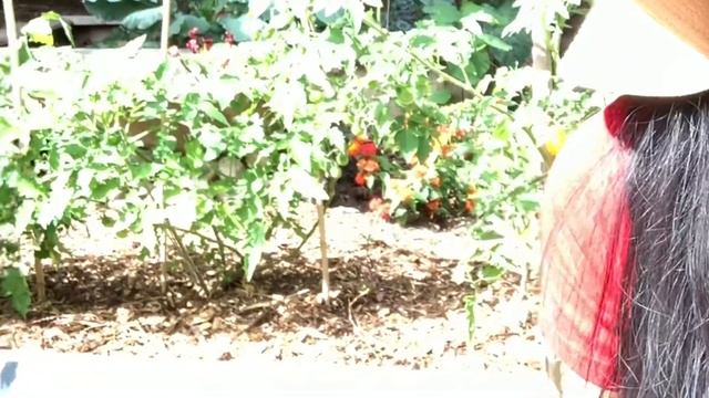 23 Crops To Plant in August & In The Fall смотреть онлайн