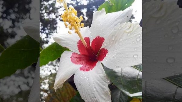 #flower #iloveplants #iloveflowers #fuchsiavoodoo #fuchsia #voodoo #pink #purple #green #instagood