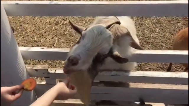 2-А. Экскурсия на ферму. 26.04.2019 смотреть онлайн