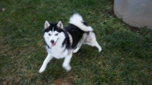 Забавные Помски! 10 фактов о Pomsky! Щенок мини Хаски!