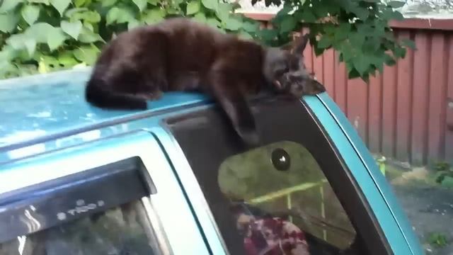 Котэ отдыхает на машине смотреть онлайн