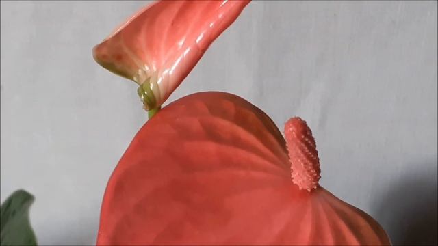 Антуриум Пинк Чемпион (Pink Champion) смотреть онлайн