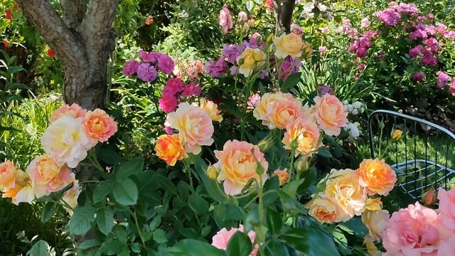 Как создать красивый розарий. Гармоничные сочетания роз. смотреть онлайн
